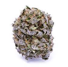 bluehaze, blue haze strain, blue haze cannabis strain, blue haze marijuana strain , blue dream haze weed, where to buy weed in melbourne, where to buy weed melbourne, buy weed canberra, where to buy weed, where to buy weed in canberra, buy weed in melbourne, buy weed adelaide, buy weed in canberra, buy weed mat, buy weed perth, where to buy weed canberra, buy weed in sydney